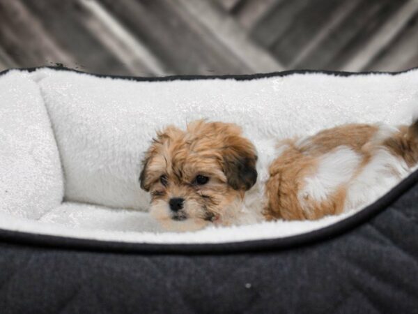 Teddy Bear-DOG-Female-Brown / White-22737-Petland Racine, Wisconsin
