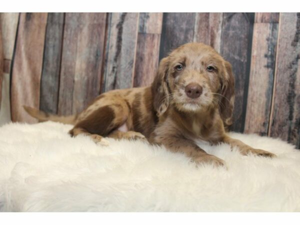 Mini Labradoodle DOG Male Chocolate Merle 14630 Petland Racine, Wisconsin