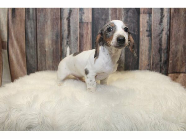 Dachshund Puppy DAPPLE ID:22240 Located at Petland Racine, Wisconsin