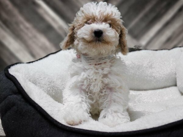 Poodle-DOG-Female-White-22747-Petland Racine, Wisconsin