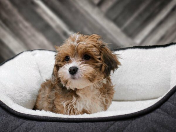 Malshi/Yorkshire Terrier-DOG-Male-RD/WH/MRK-22758-Petland Racine, Wisconsin