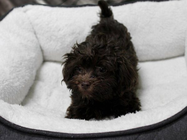 Poovanese-DOG-Female-CHOC-22757-Petland Racine, Wisconsin