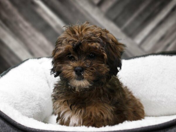 Shihpoo-DOG-Male-RED-22756-Petland Racine, Wisconsin