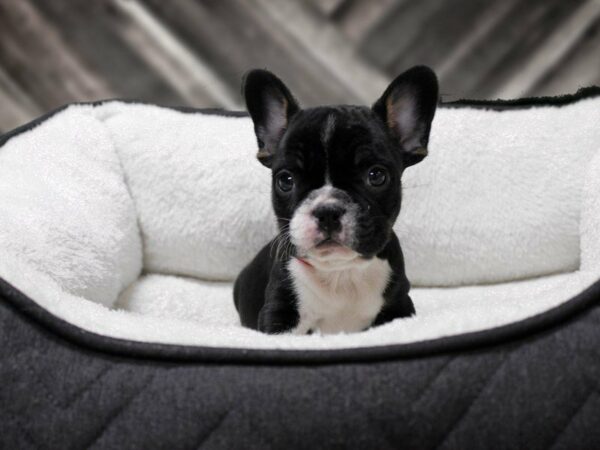 French Bulldog-DOG-Male-BLK/WH-22760-Petland Racine, Wisconsin