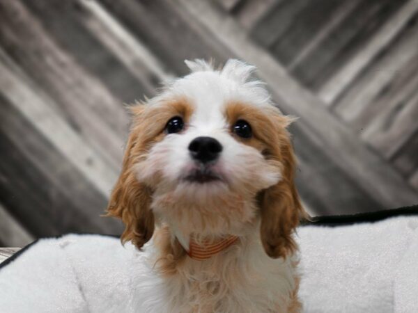 Cavapoo-DOG-Male-BLEN-22755-Petland Racine, Wisconsin