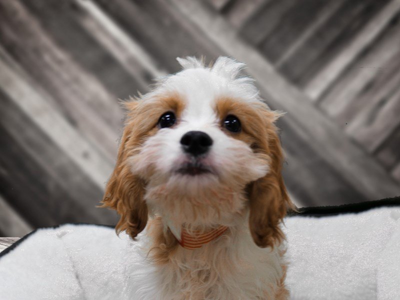 Cavapoo