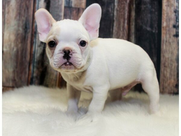 French Bulldog-DOG-Male-Cream-14641-Petland Racine, Wisconsin