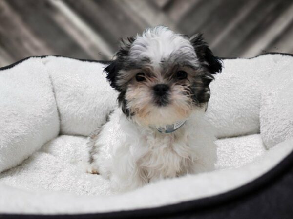 Malshi-DOG-Male-Gold / White-22773-Petland Racine, Wisconsin