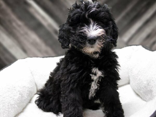 Mini Bernadoodle DOG Female Black / White 22766 Petland Racine, Wisconsin