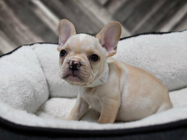 French Bulldog-DOG-Male-Cream-22769-Petland Racine, Wisconsin