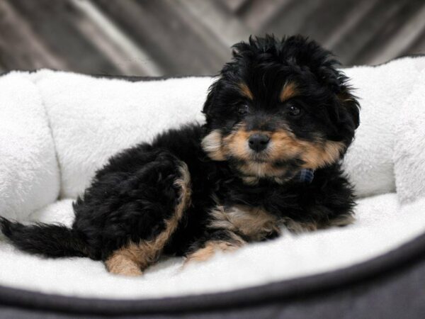 Pomapoo DOG Male Black 22775 Petland Racine, Wisconsin