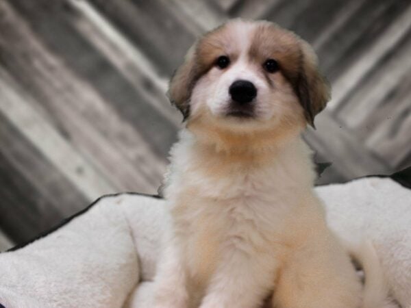 Great Pyrenees DOG Male WHITE/BADGER 22763 Petland Racine, Wisconsin