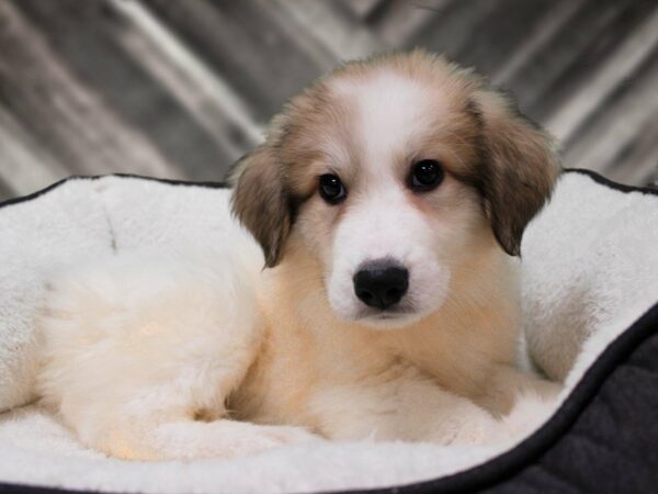 Great Pyrenees DOG Male WHITE/BADGER 22762 Petland Racine, Wisconsin