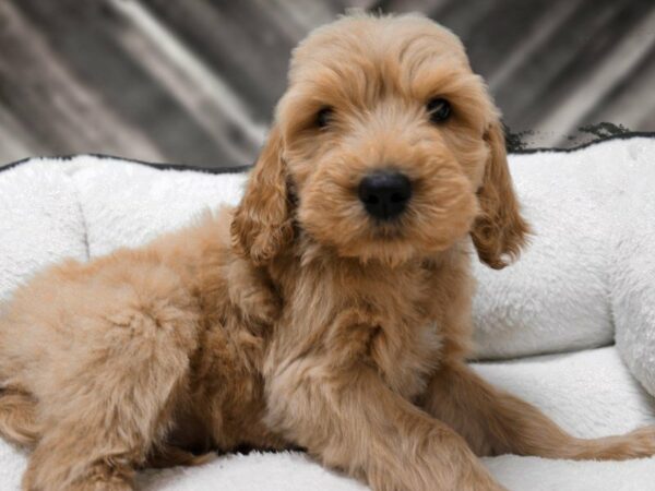 Goldendoodle DOG Male BUFF 22764 Petland Racine, Wisconsin