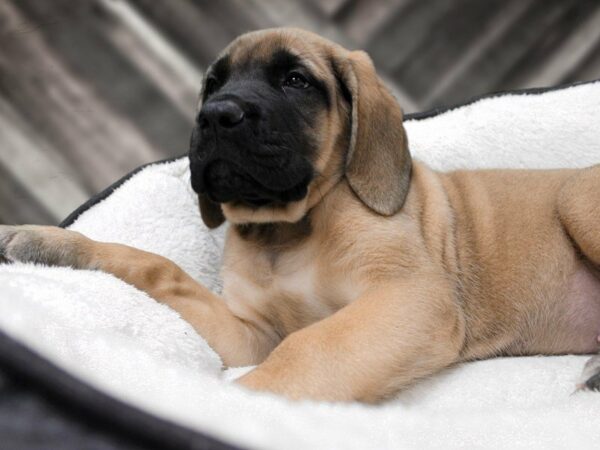 English Mastiff-DOG-Female-FAWN-22780-Petland Racine, Wisconsin