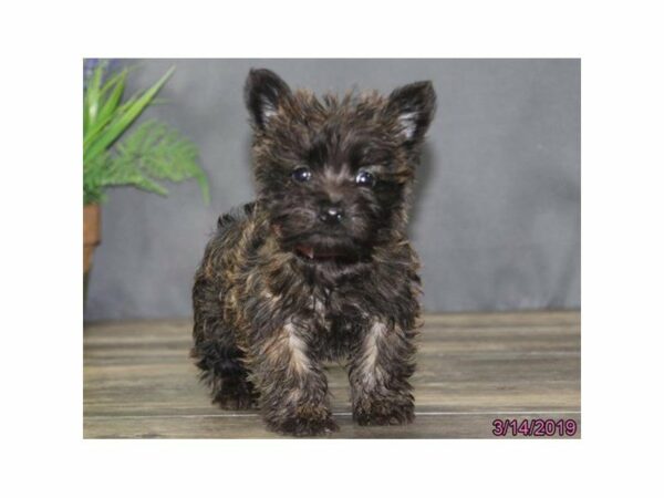 Cairn Terrier DOG Female Wheaten 22791 Petland Racine, Wisconsin