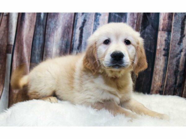 Golden Retriever-DOG-Female-Cream-14653-Petland Racine, Wisconsin