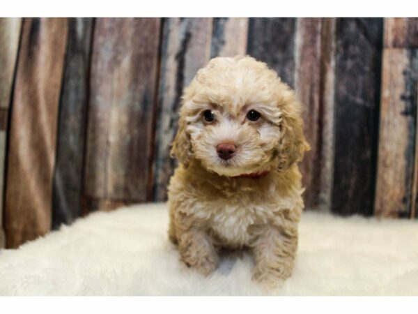 Cockapoo 2nd Generation-DOG-Female-Tan-14654-Petland Racine, Wisconsin