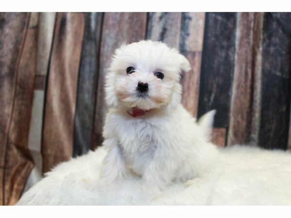 Maltese-DOG-Male-White-14656-Petland Racine, Wisconsin