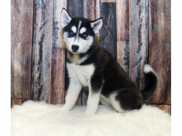 Siberian Husky-DOG-Female-Black / White-14658-Petland Racine, Wisconsin