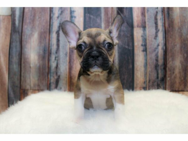 French Bulldog-DOG-Male-Sable Tri-14638-Petland Racine, Wisconsin