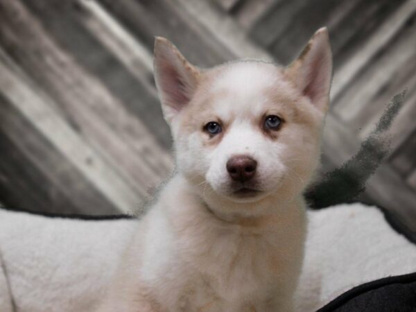 Pomsky 2nd Gen DOG Male Red Merle 22789 Petland Racine, Wisconsin