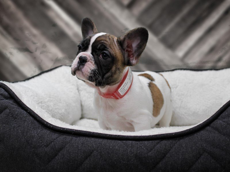 French Bulldog