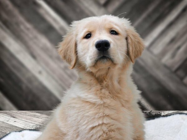 Golden Retriever-DOG-Male-Cream-22792-Petland Racine, Wisconsin