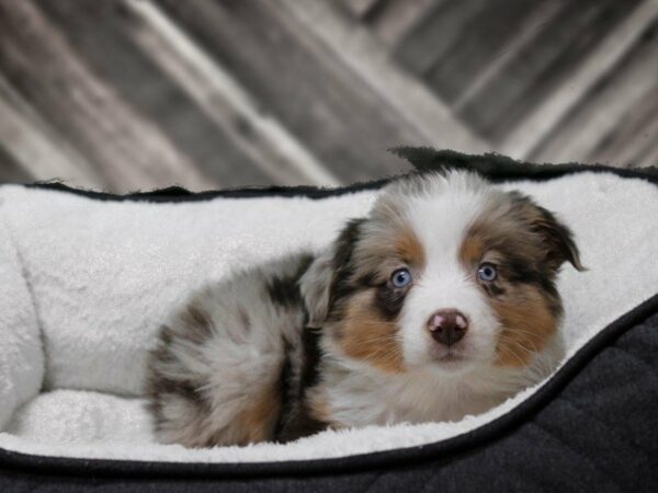 Australian Shepherd DOG Female Red Merle 22783 Petland Racine, Wisconsin