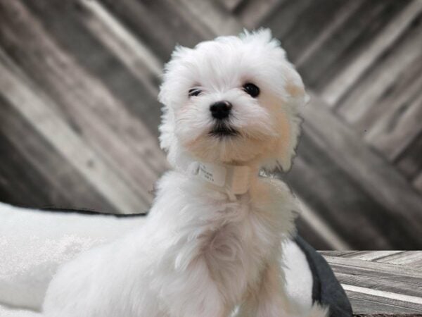 Maltese DOG Male White 22786 Petland Racine, Wisconsin