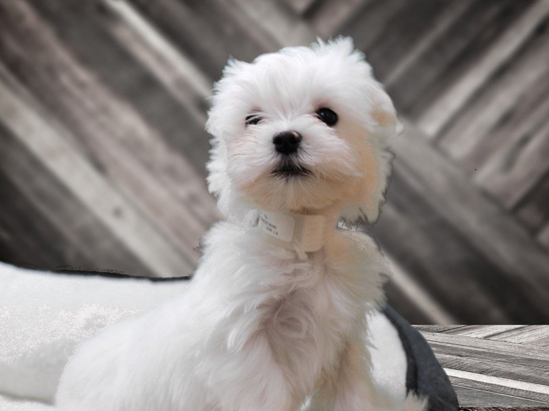 Maltese