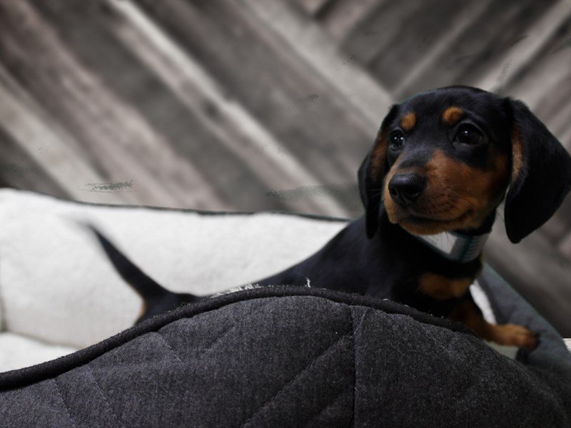 Dachshund