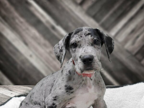 Great Dane-DOG-Male-BLUE MERLE-22803-Petland Racine, Wisconsin