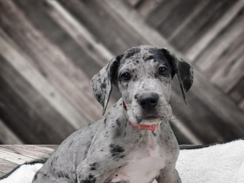 Great Dane