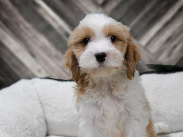 Cavalier King/Bichon-DOG-Male-Brown / White-22796-Petland Racine, Wisconsin