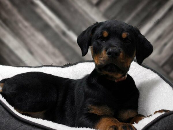 Rottweiler-DOG-Male-BLK/RST-22797-Petland Racine, Wisconsin