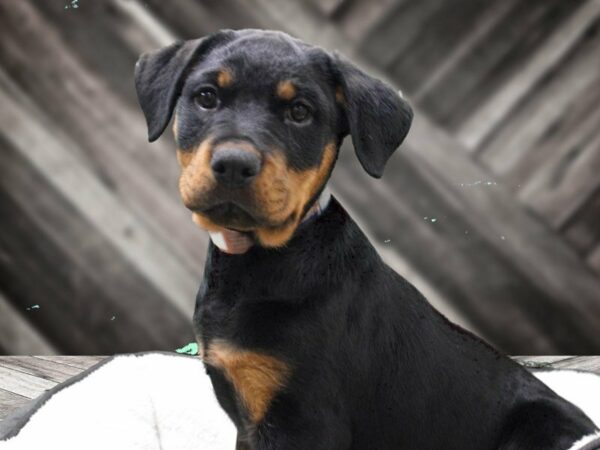 Rottweiler-DOG-Female-BLK/RST-22798-Petland Racine, Wisconsin