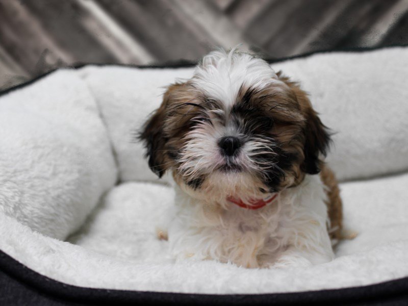 Shih Tzu