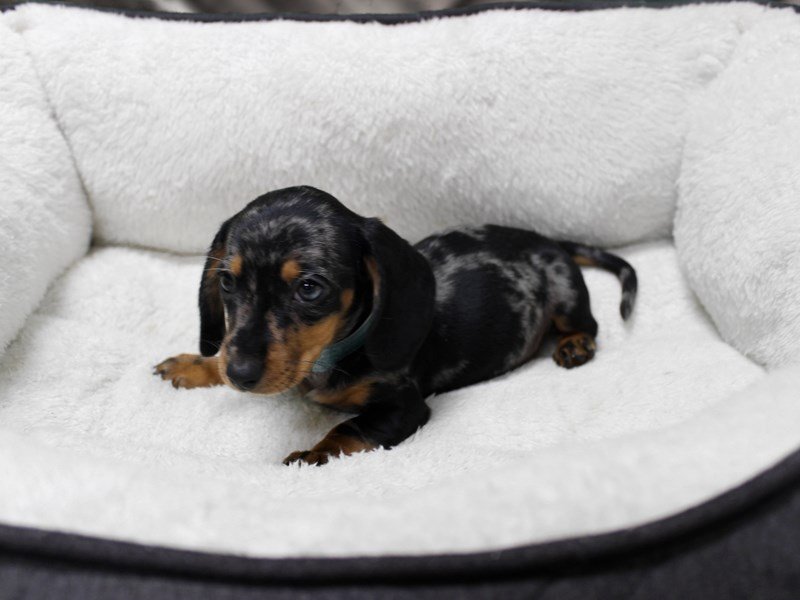Dachshund