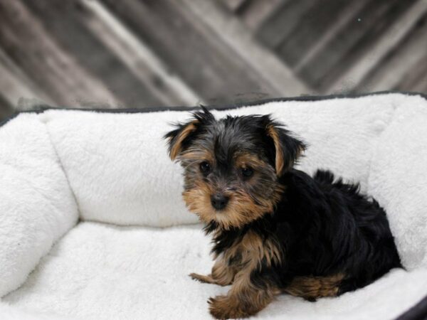 Yorkshire Terrier DOG Male Black / Tan 22794 Petland Racine, Wisconsin