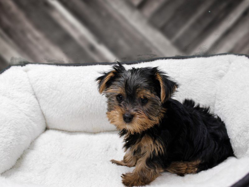 Yorkshire Terrier