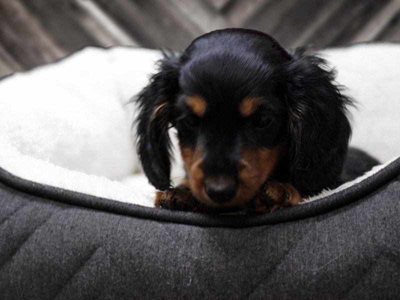 Dachshund