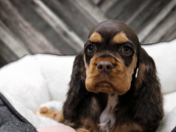 Cocker Spaniel-DOG-Male-CHOC/TAN-22805-Petland Racine, Wisconsin