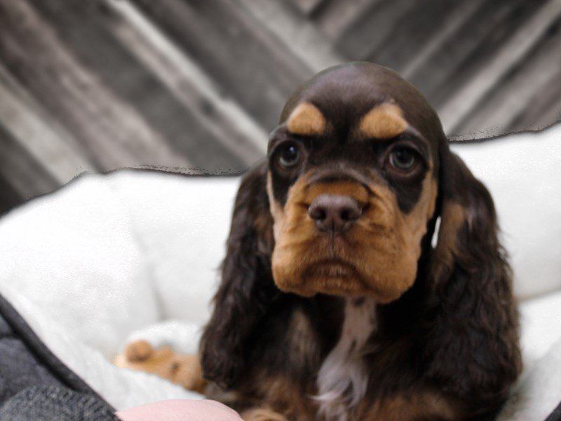 Cocker Spaniel