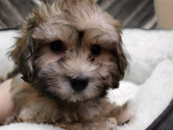 Havanese DOG Male Gold 22795 Petland Racine, Wisconsin