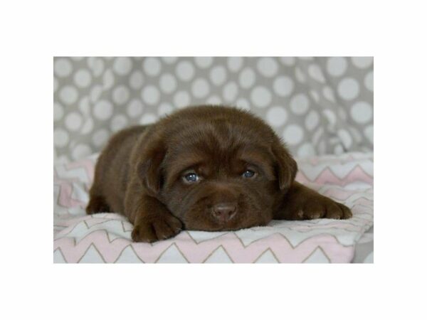 Labrador Retriever-DOG-Female-Chocolate-14666-Petland Racine, Wisconsin