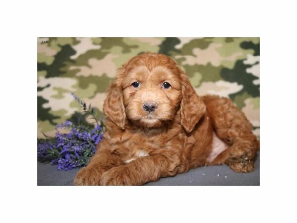 Goldendoodle Mini 2nd Gen-DOG-Male-Red-14672-Petland Racine, Wisconsin