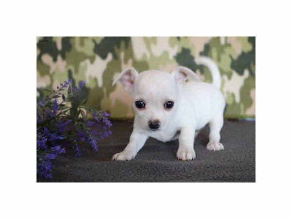 Chihuahua-DOG-Male-Cream-22815-Petland Racine, Wisconsin