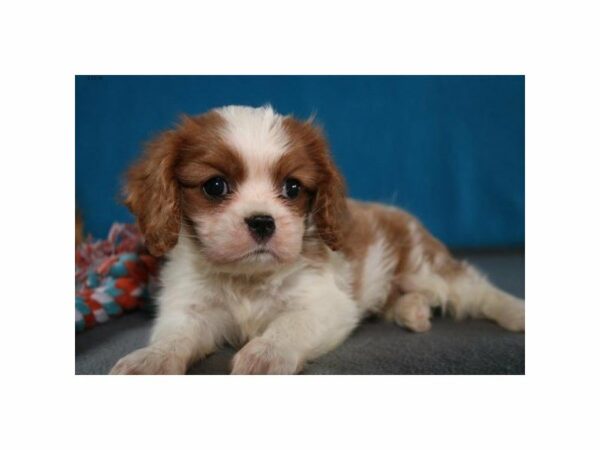 Cavalier King Charles Spaniel-DOG-Female-Blenheim-22818-Petland Racine, Wisconsin