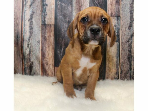 Frengle-DOG-Male-Brown Brindle-14662-Petland Racine, Wisconsin